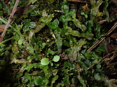 Pallavicinia