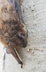 Vespertilionidae