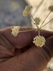 Perideridia californica