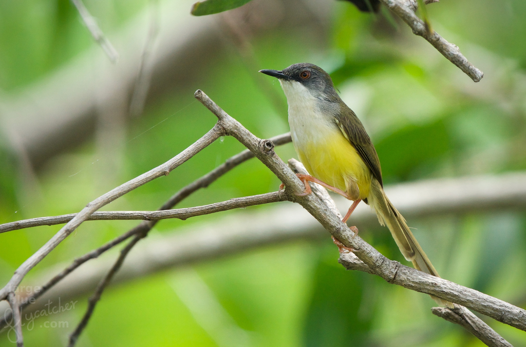 Yellow-Bellied Prinia