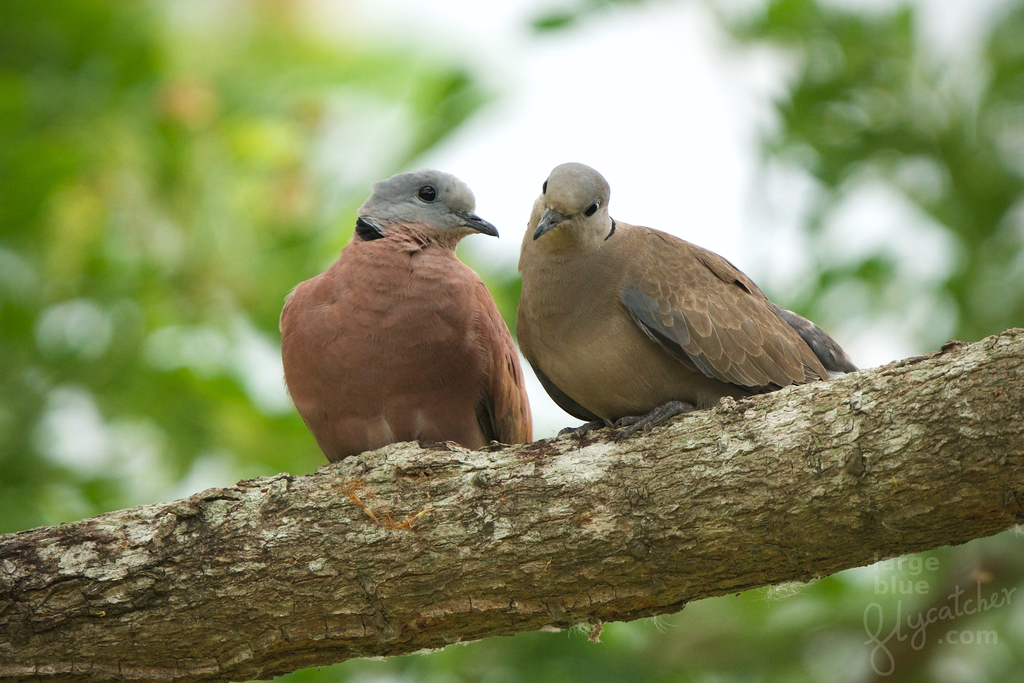Red CollaredDove (BIRDS OF ACHANAKMAR TIGER RESERVE CHHATTISGARH) · iNaturalist