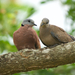 Red Collared-Dove - Photo (c) Sam Hambly, some rights reserved (CC BY-NC), uploaded by Sam Hambly
