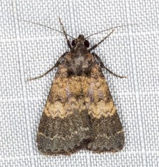 Hydrillodes dimissalis