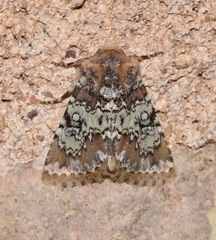 Hemibryomima chryselectra