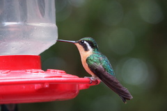 Lampornis
