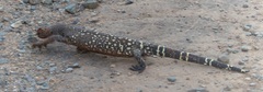 Heloderma horridum