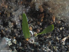 Caulerpa prolifera