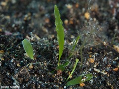 Caulerpa prolifera