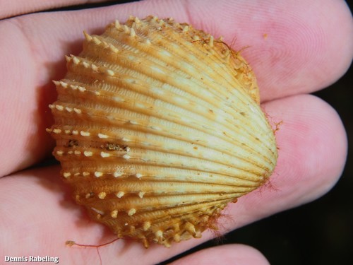 Prickly Cockle