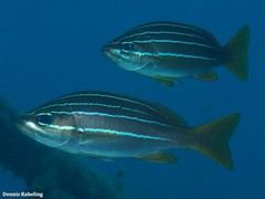 Parapristipoma octolineatum