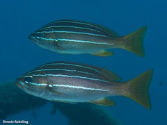 Parapristipoma octolineatum