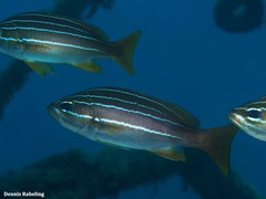 Parapristipoma octolineatum