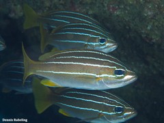 Parapristipoma octolineatum