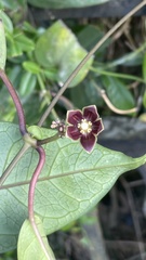 Cynanchum graphistemmatoides