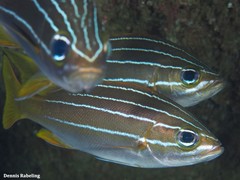 Parapristipoma octolineatum