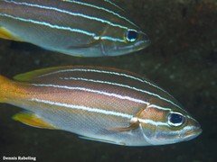 Parapristipoma octolineatum