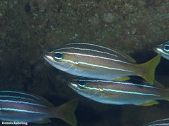 Parapristipoma octolineatum