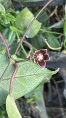 Cynanchum graphistemmatoides