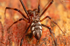 Latrodectus indistinctus