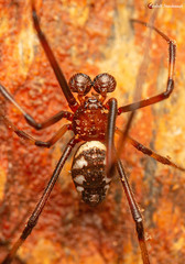 Latrodectus indistinctus