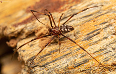 Latrodectus indistinctus