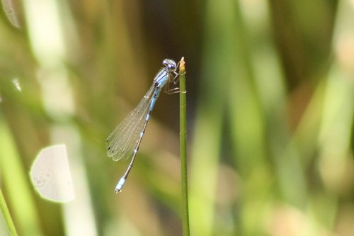 iNaturalist observation photo of Bluets