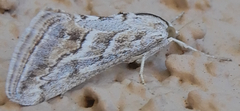 Evergestis vinctalis