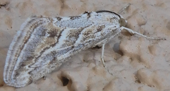 Evergestis vinctalis
