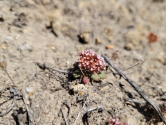 Chorizanthe wheeleri