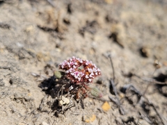 Chorizanthe wheeleri
