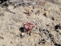 Chorizanthe wheeleri