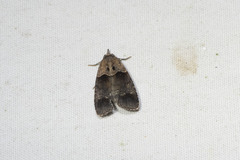 Cretonia forficula