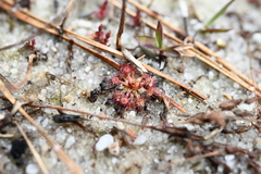 Drosera intermedia