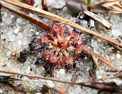 Drosera intermedia