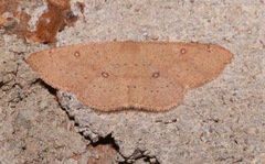 Cyclophora dataria