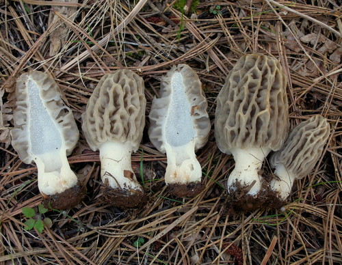 Mountain Blond Morel