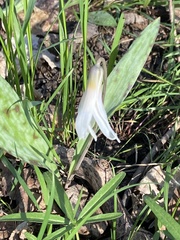 Erythronium albidum