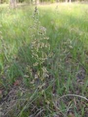 Anthoxanthum nitens