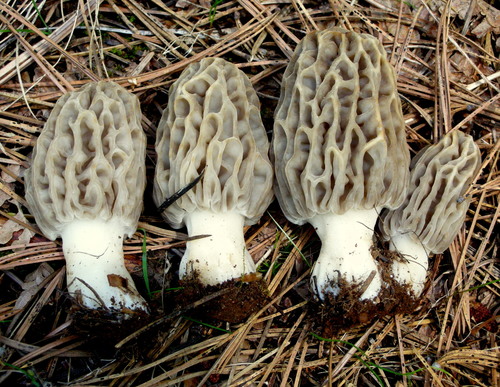 Mountain Blond Morel