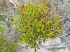Coleonema pulchellum