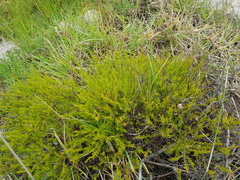 Coleonema pulchellum