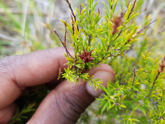 Coleonema pulchellum