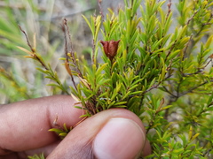 Coleonema pulchellum
