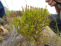 Coleonema pulchellum