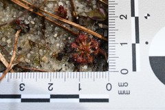 Drosera intermedia