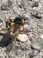 Andrena nigroaenea