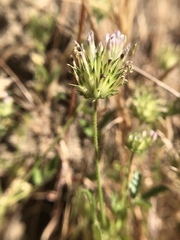 Trifolium obtusiflorum