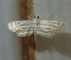 Parapoynx villidalis