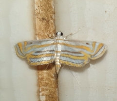 Parapoynx villidalis