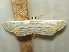 Parapoynx villidalis